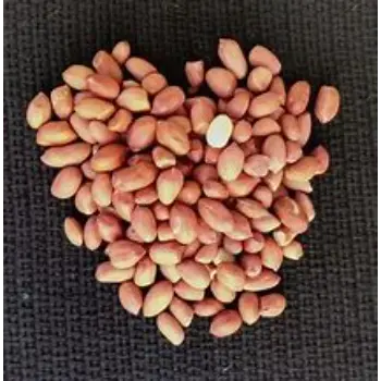 Natural Groundnut Seeds